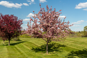 Flowering Crab Apple Trees in Spring - 512229411