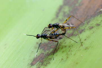 Golden-headed flies breed according to the insect cycle.