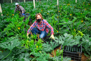 Farm workers gathering crop of zucchini in the greenhouse