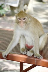 Obraz premium close up monkey in garden