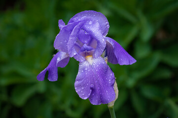 Dew Covered Purple Iris Macro Close-up - 512229880