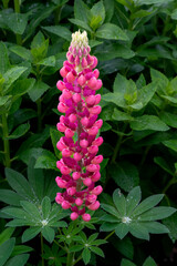 Blooming Red Lupine Flower Covered in Morning Dew - 512230025