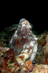 Octopus non a tropical reef