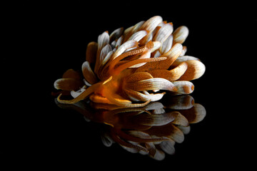 Phyllodesmium kabiranum 