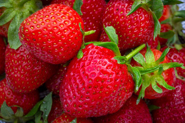 Grouping of Isolated Ripe Strawberries up close - 512230071