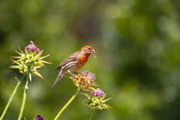 Cassin's Finch (Haemorhous cassinii) sits on a thistle and eat it.