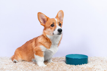 cute red koghri puppy is standing next to an empty food bowl waiting for a treat. Proper dog food...
