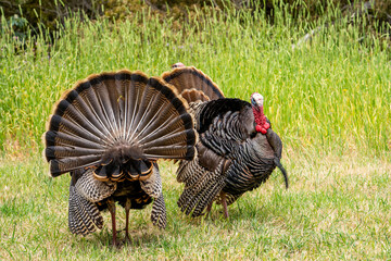 Wild turkeys (male) with tail feathers spread stands in a meadow.