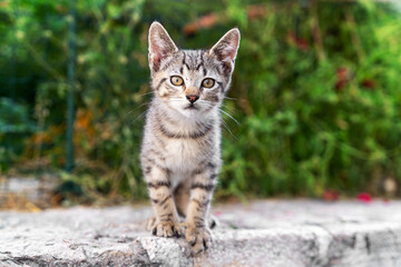 A small striped kitten is sitting outside on the asphalt in the park. Portrait of a gray stray kitten.