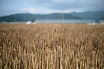 Obraz premium It’s time to harvest wheat.