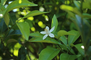 tangerine flower, tangerine tree, flower