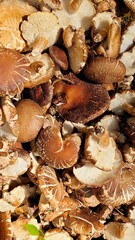 mushroom, Shiitake mushrooms, fungi, food