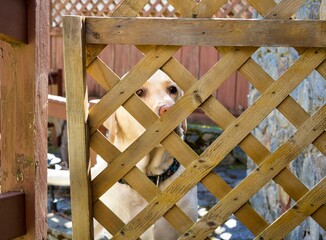 Fototapeta na wymiar Dog behind a lattice fence