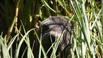 Close up of a young Antarctic fur seal (Arctocephalus gazella) in the tussock grass at Jason Harbor on South Georgia Island