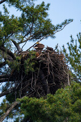 Bald Eagle (Haliaeetus leucocephalus) in a nest secured in a pine tree