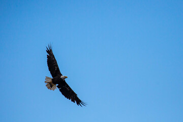 Bald Eagle (Haliaeetus leucocephalus) flying while carrying a fish with copy space