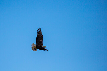 Bald Eagle (Haliaeetus leucocephalus) flying while carrying a fish in northern Wisconsin with copy space