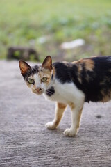 Naklejka na ściany i meble Colorful cats consist of orange, black, and white colors that are turning their heads