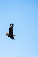 Bald Eagle (Haliaeetus leucocephalus) flying while carrying a fish with copy space