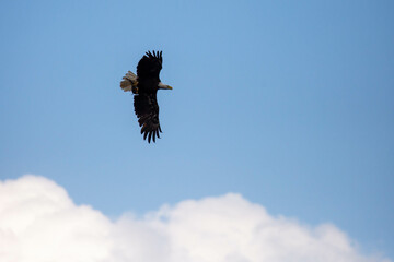 Bald Eagle (Haliaeetus leucocephalus) flying while carrying a fish with copy space