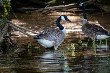 Canada goose (branta canadensis) adults watching over their goslings on the Rainbow Flowage in Northern Wisconsin