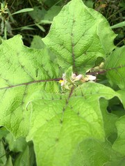 dragonfly on a leaf