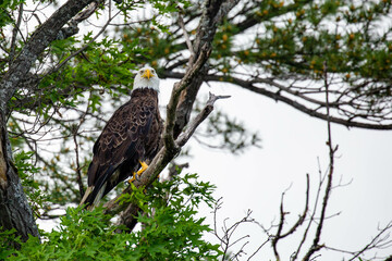 Bald Eagle (Haliaeetus leucocephalus) perched in a oak tree in Northern Wisconsin