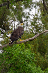 Bald Eagle (Haliaeetus leucocephalus) perched in a oak tree in Northern Wisconsin