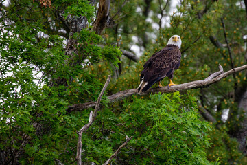 Bald Eagle (Haliaeetus leucocephalus) perched in a oak tree in Northern Wisconsin