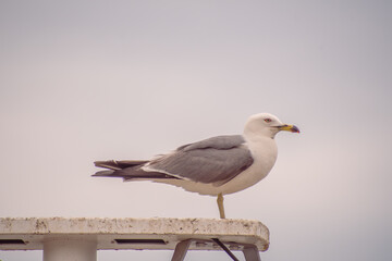 Seagull portrait. Siheung, South Korea. 