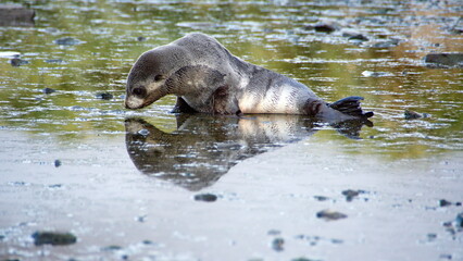 Naklejka premium Young Antarctic fur seal (Arctocephalus gazella) in a lake at Jason Harbor on South Georgia Island