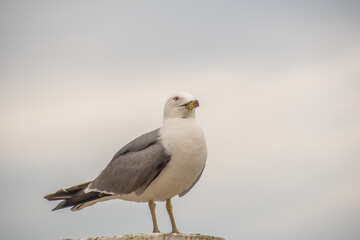 Seagull portrait. Siheung, South Korea. 