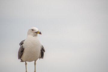 Seagull portrait. Siheung, South Korea. 