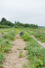 A toddler squats down to pick a strawberry at a berry farm; motor planning, flexibility, and fine motor skills on display