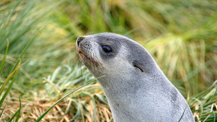 Obraz premium Close up of a young Antarctic fur seal (Arctocephalus gazella) in the tussock grass at Jason Harbor on South Georgia Island