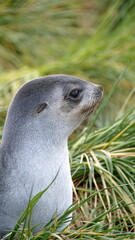 Obraz premium Close up of a young Antarctic fur seal (Arctocephalus gazella) in the tussock grass at Jason Harbor on South Georgia Island