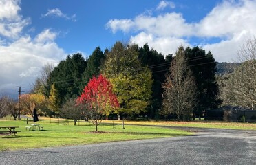 autumn landscape with trees