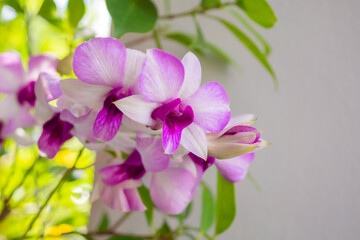 Beautiful Orchid flower blooming in garden floral background