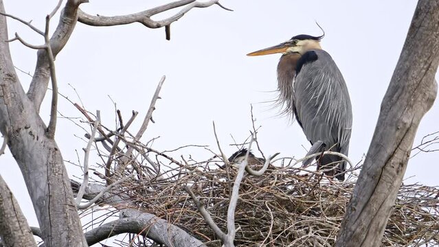 Close view of feathers of Great Blue Heron blowing in the breeze as it watches over its nest with chicks inside.