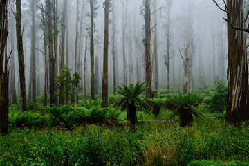 The Alpine National Park Is The Largest National Park In Victoria, Australia, and is slowly...