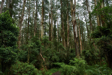 The Alpine National Park Is The Largest National Park In Victoria, Australia, and is slowly recovering after devastating bushfires several years ago.