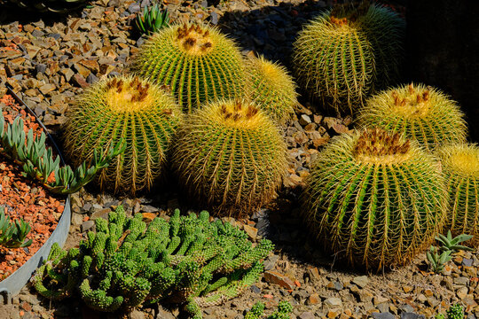 Echinocactus Giant Barrel Cactus is native to central Mexico and is the largest of the barrel cacti, with some of the very mature specimens (more than a hundred years old) reaching more than 150cm