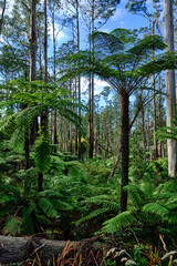 Yarra Ranges Cool Climate Forest After The Recent Wild Storms, 