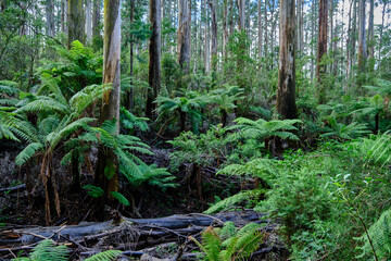 Yarra Ranges Cool Climate Forest After The Recent Wild Storms, 