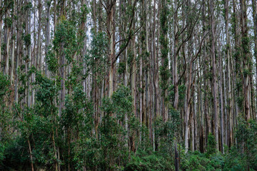 The Alpine National Park Is The Largest National Park In Victoria, Australia, and is slowly recovering after devastating bushfires several years ago.