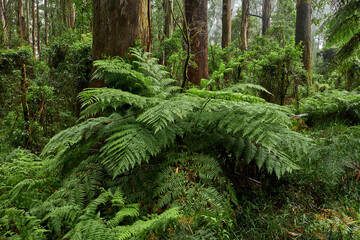 Yarra Ranges Cool Climate Forest After The Recent Wild Storms, 