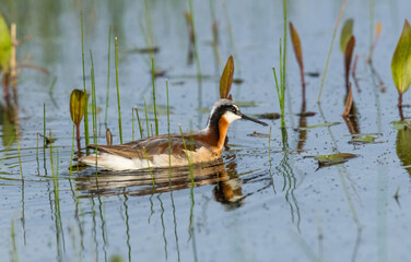Wilson's Phalaropes chase water bugs  in swamps and ponds