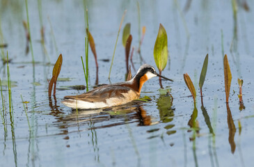 Wilson's Phalaropes chase water bugs  in swamps and ponds