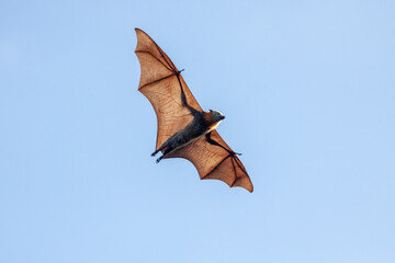 A grey-headed flying-fox, Pteropus poliocephalus, flying overhead towards the right, with spread...