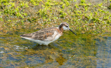 Wilson's Phalaropes chase water bugs  in swamps and ponds